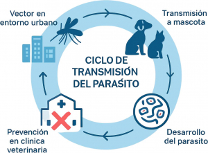Esquema del ciclo de transmisión de parásitos en entornos urbanos