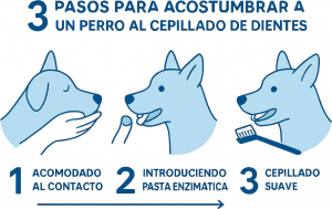 Gráfico paso a paso sobre cómo acostumbrar a un perro al cepillado dental
