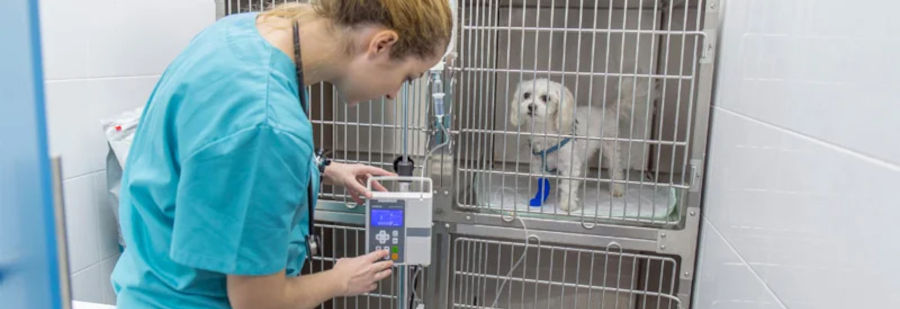 curso-hospitalizacion-veterinaria-1
