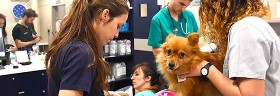 curso-hospitalizacion-veterinaria-2