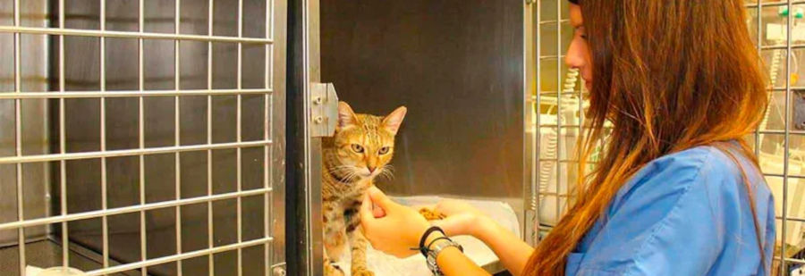 curso-hospitalizacion-veterinaria-3