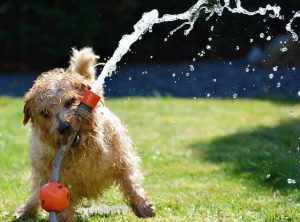 Perro con agua