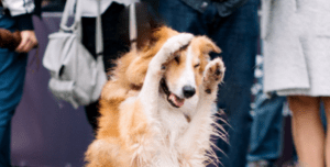 Perro entre gente
