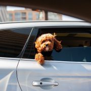 Perro en ventanilla de coche